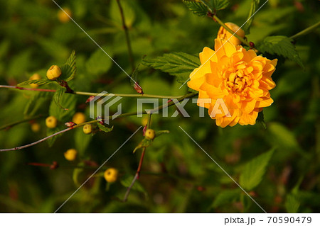 ヤマブキ19 70590479