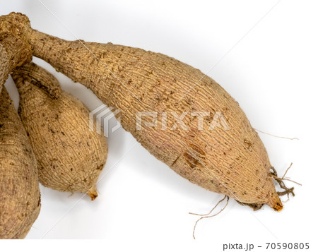 ダリア 掘り上げ 分球 球根の写真素材