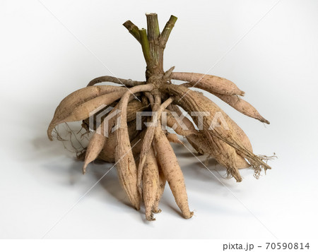 ダリア 掘り上げ 分球 球根の写真素材 [70590814] - PIXTA