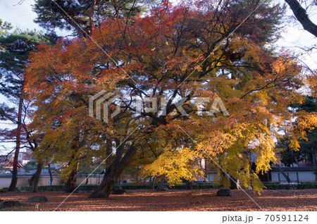 相国寺カエデの大木と紅葉 京都府京都市上京区今出川通の写真素材