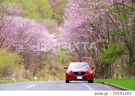 ドライブイメージ 山桜 ドライブイメージ 山桜 70591265
