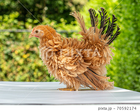 Pretty young Japanese Bantam Pretty young Japanese Bantam 70592174
