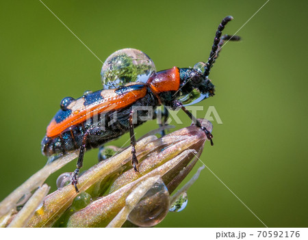 Common Asparagus Beetle with raindrop Common Asparagus Beetle with raindrop 70592176