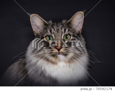 Portrait of a Norwegian Forest cat on Black. Portrait of a Norwegian Forest cat on Black. 70592178