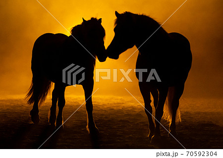 Two horses in smokey setting 70592304