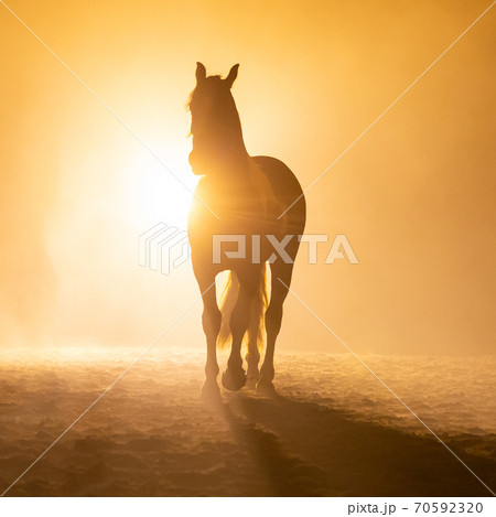 Big horse in smokey setting 70592320