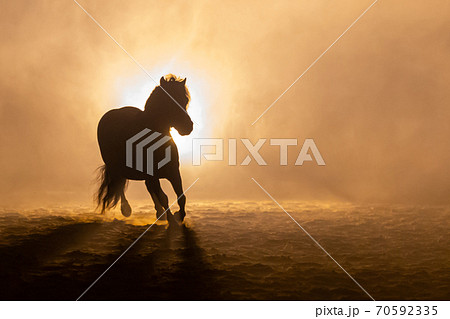 Shetland pony in smokey setting Shetland pony in smokey setting 70592335