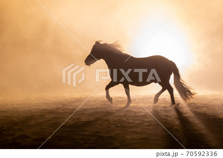 Shetland pony in smokey setting 70592336