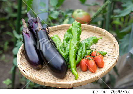 野菜の盛り合わせ　夏野菜の収穫　（7月）　家庭菜園 70592357