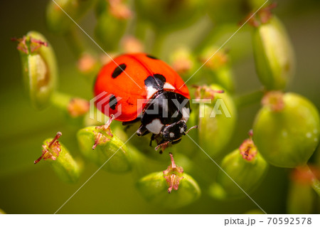 Ladybug on a parsnip 70592578