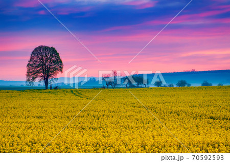 Sunrise and rapeseed 70592593