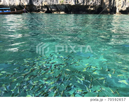 魚群 70592657