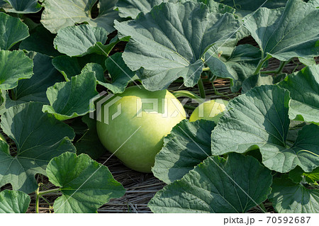 栃木県　夕顔の栽培　ゆうがお　（加工すると「かんぴょう」になります）　（7月） 70592687