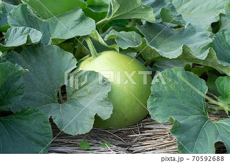 栃木県　夕顔の栽培　ゆうがお　（加工すると「かんぴょう」になります）　（7月） 70592688