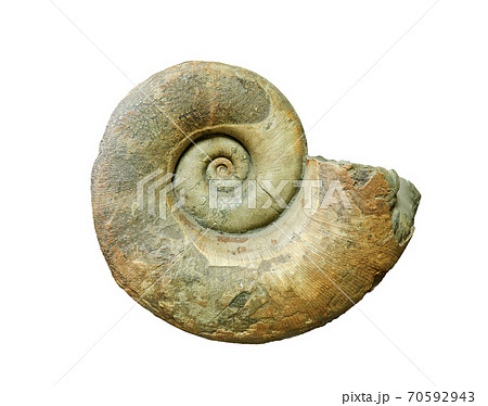 fossilized shell of extinct mollusc ammonite isolated on white background 70592943