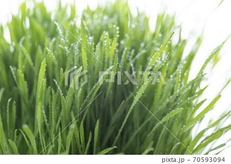 草と露 草と露 70593094