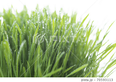 草と露 70593113
