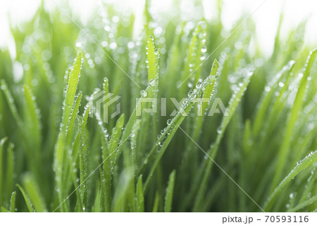 草と露 70593116