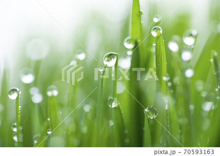 草と露 70593163
