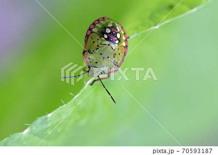 背中の柄が綺麗な虫（カメムシと白菜の葉） 70593187