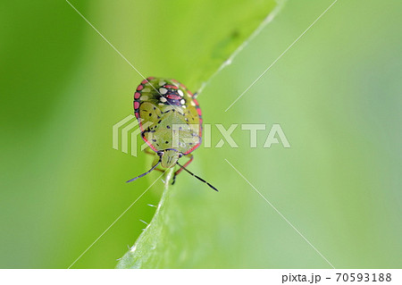 葉っぱを歩く虫（カメムシと白菜） 70593188