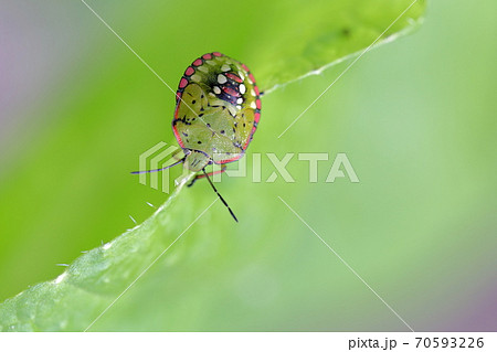 葉っぱを歩く虫（カメムシと白菜） 70593226