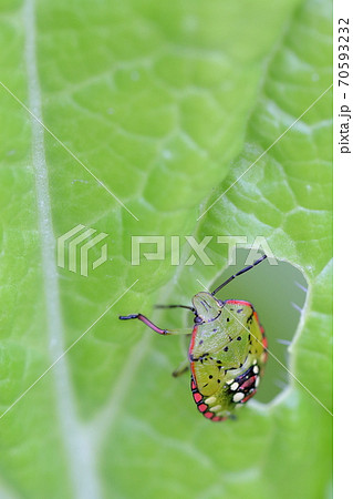 白菜の葉を食べる虫(カメムシ) 白菜の葉を食べる虫(カメムシ) 70593232