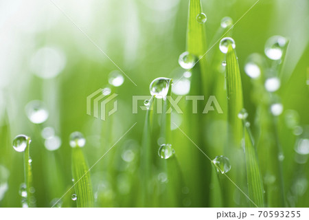 草と露 70593255