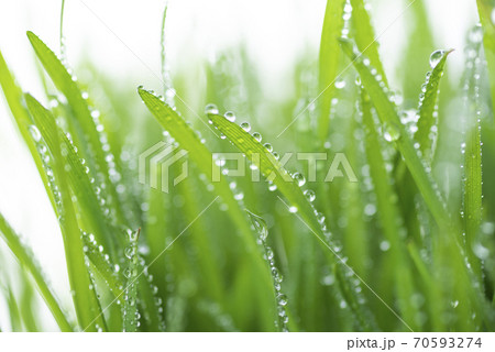 草と露 70593274