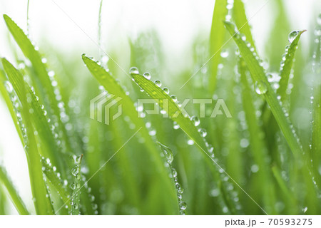 草と露 70593275