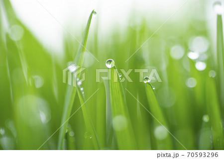 草と露 草と露 70593296