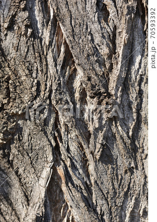Lombardy poplar Lombardy poplar 70593392