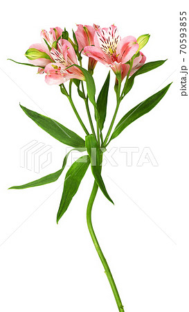 Coral alstroemeria flowers Coral alstroemeria flowers 70593855
