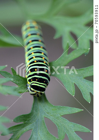 柄が綺麗な幼虫 キアゲハ アゲハチョウ の写真素材