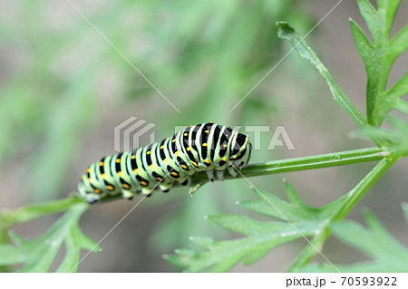 可愛い幼虫（キアゲハ、アゲハチョウ） 70593922