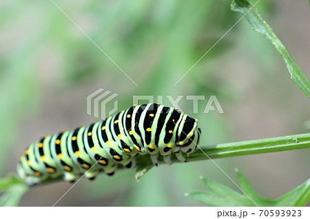 柄が綺麗な幼虫(キアゲハ、アゲハチョウ) 柄が綺麗な幼虫(キアゲハ、アゲハチョウ) 70593923