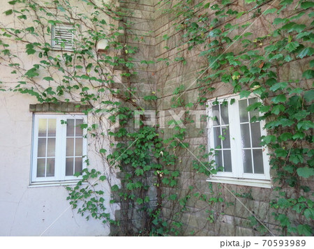 つる草が絡まる壁にある白い窓 70593989