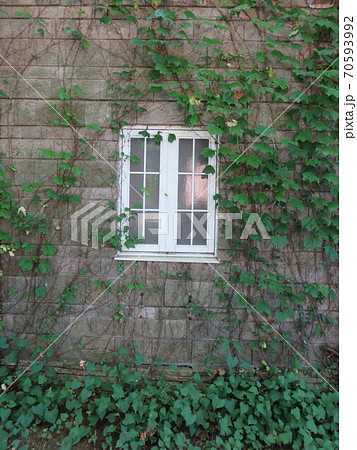 つる草が絡まる壁にある白い窓 70593992