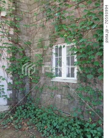 つる草が絡まる壁にある白い窓 つる草が絡まる壁にある白い窓 70593994