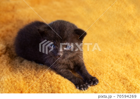 small newborn black cat on a yellow fur blanket. Pets. 70594269