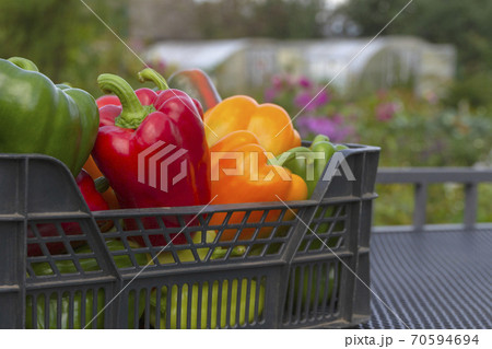 a colorful mix of paprika capsicum in a box against the backdrop of greenhouses a colorful mix of paprika capsicum in a box against the backdrop of greenhouses 70594694