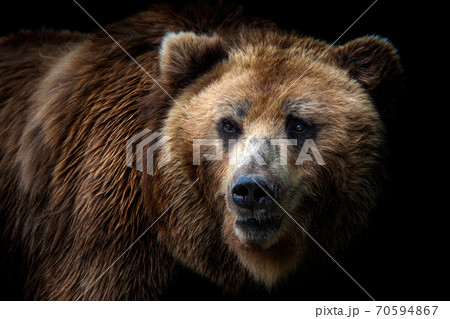 Front view of brown bear isolated on black background. Portrait of Kamchatka bear (Ursus arctos beringianus) Front view of brown bear isolated on black background. Portrait of Kamchatka bear (Ursus arctos beringianus) 70594867