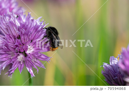 Bumblebee collecting nectar from chives plant blossom. .Chives are a commonly used herb for culinary purposes. Bumblebee collecting nectar from chives plant blossom. .Chives are a commonly used herb for culinary purposes. 70594868
