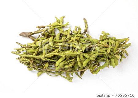 黒大豆枝豆 黒大豆枝豆 70595710