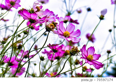 コスモスの花の写真素材