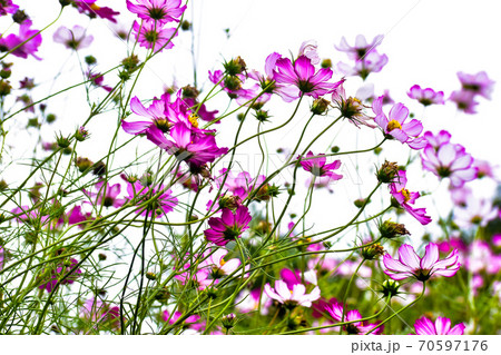 コスモスの花 コスモスの花 70597176