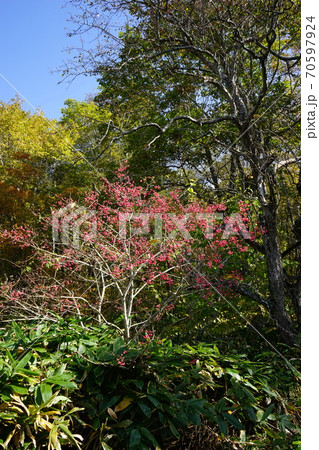 早坂峠の秋 マユミ 早坂峠の秋 マユミ 70597924