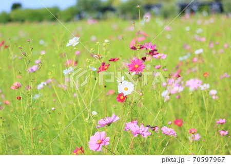 コスモスの花 コスモスの花 70597967