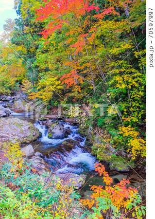 秋の照葉峡(縦) 秋の照葉峡(縦) 70597997