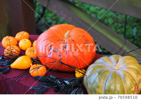 10月　多摩159カボチャ(南瓜)･ウリ科･ハロウィン(ペポ種)･多摩グリーンライブセンター 70598510